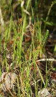 Rhynchospora fusca