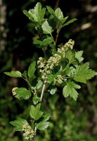 Ribes alpinum