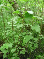 Ribes nigrum