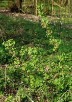Ribes rubrum