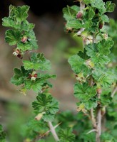 Ribes uva-crispa