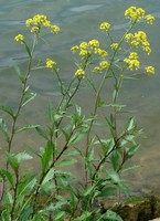 Rorippa amphibia