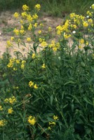 Rorippa austriaca