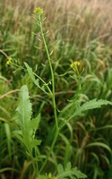 Rorippa palustris