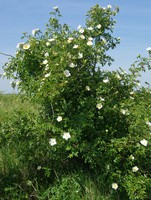 Rosa agrestis