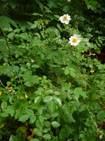 Rosa arvensis