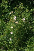 Rosa canina
