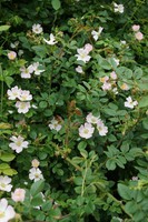 Rosa micrantha