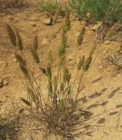 Rostraria cristata