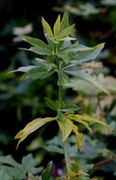 Rubia tinctorum