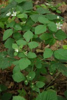 Rubus caesius