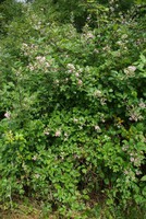Rubus fruticosus
