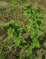 Rubus idaeus