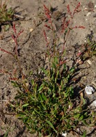 Rumex acetosella