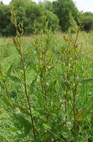Rumex conglomeratus
