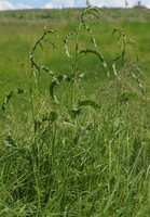 Rumex crispus