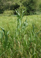 Rumex hydrolapathum