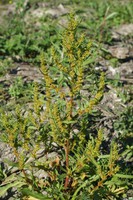 Rumex maritimus