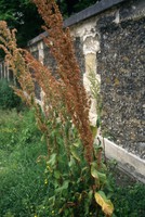 Rumex patientia