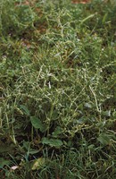 Rumex pulcher