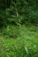 Rumex sanguineus