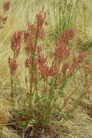 Rumex thyrsiflorus
