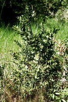 Ruscus aculeatus