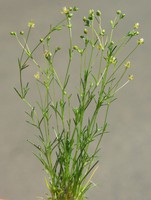 Sagina apetala