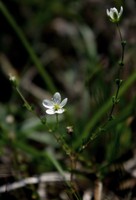 Sagina nodosa