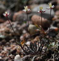 Sagina subulata
