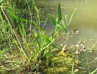 Sagittaria sagittifolia
