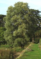 Salix alba