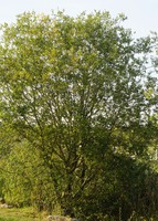 Salix atrocinerea