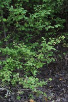 Salix aurita