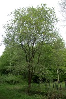 Salix caprea