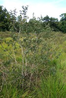 Salix cinerea
