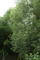 Salix fragilis