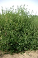 Salix purpurea