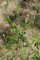 Salix repens