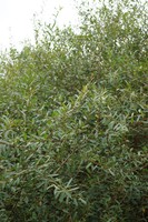 Salix triandra