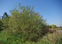Salix viminalis