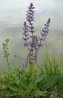 Salvia pratensis