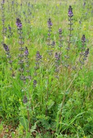 Salvia verbenaca