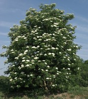 Sambucus nigra