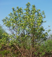 Sambucus racemosa