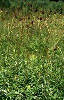 Sanguisorba officinalis
