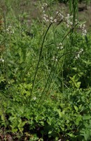 Sanicula europaea