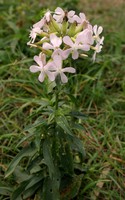 Saponaria officinalis