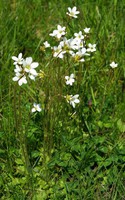 Saxifraga granulata