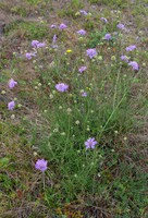 Scabiosa canescens